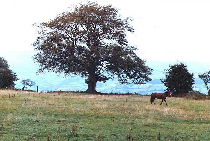 View of scenery from Wern Watkin